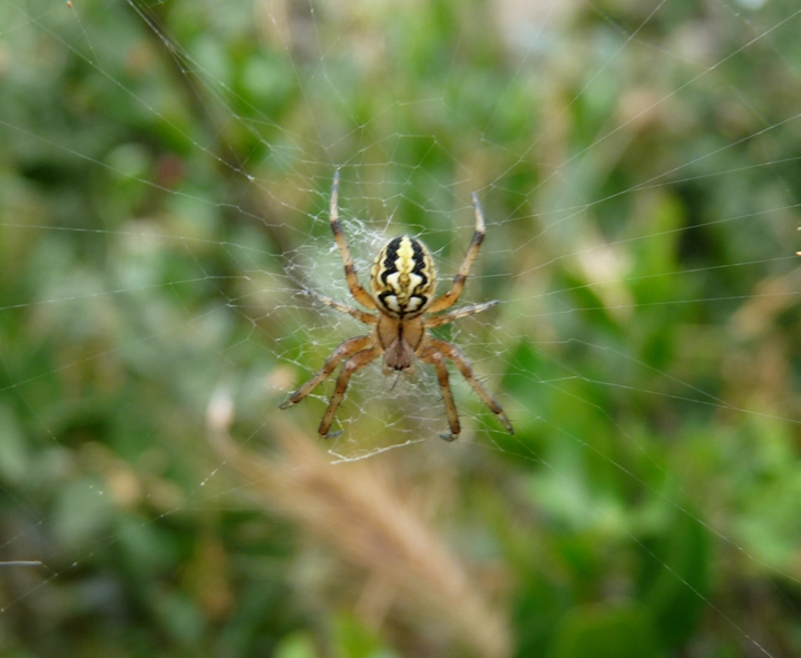 Argiope?